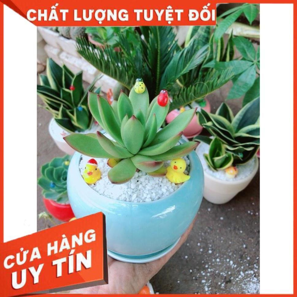 Chậu cây sen đá viền đỏ Nhiều Người Mua
