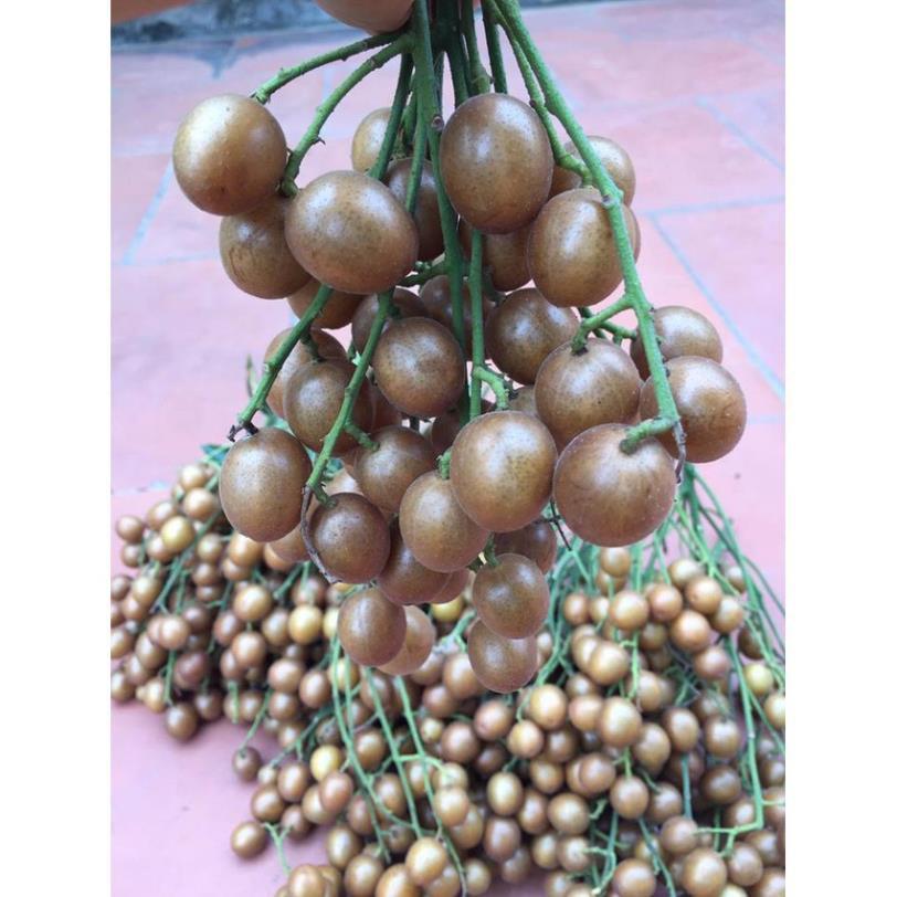 CÂY GIỐNG QUẤT HỒNG BÌ
