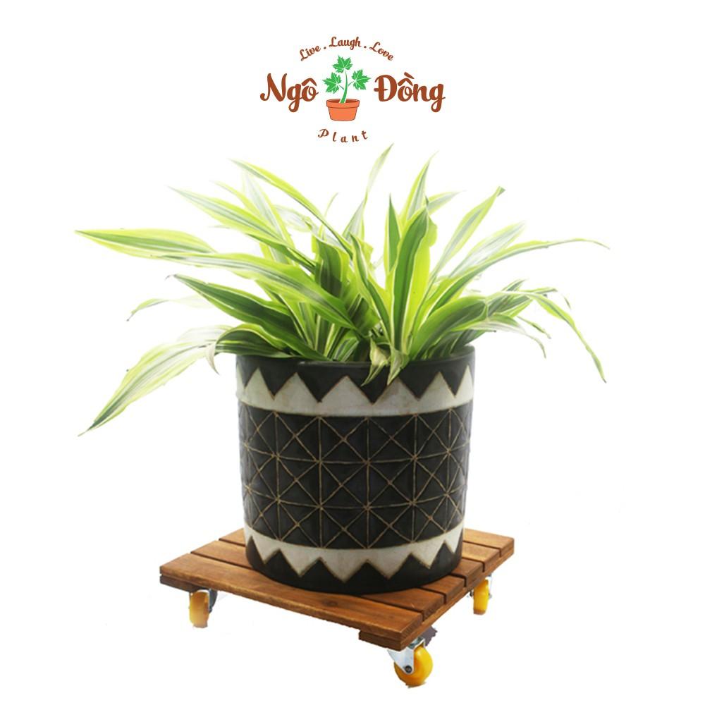 Bộ 2 Đế Lót Chậu Cây Cảnh Chậu Hoa Bằng Gỗ Tràm Hình Vuông R30cm Có Bánh Xe Tròn Chịu Lực Lên Đến 120kg