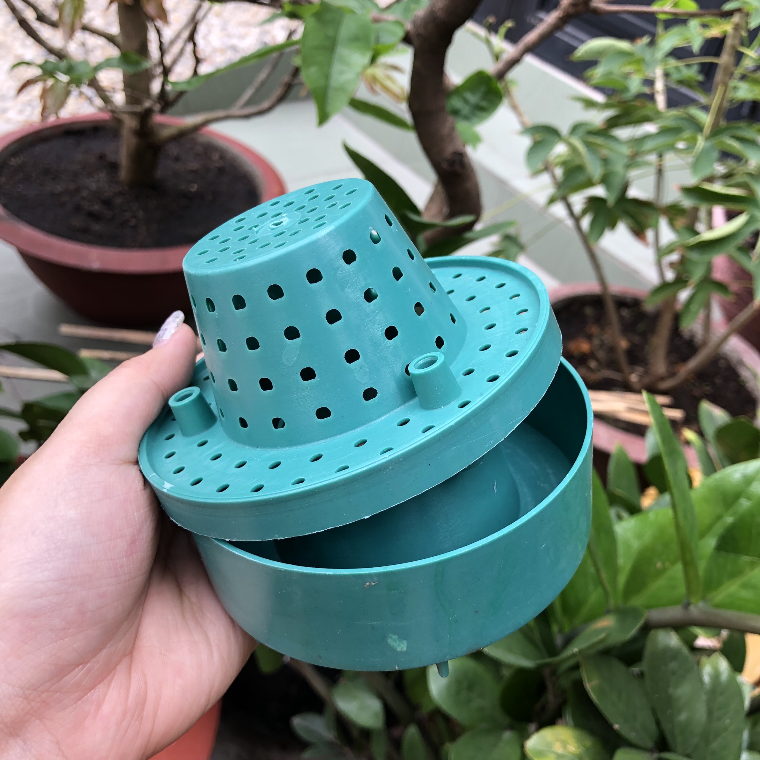 Cốc điều hòa sinh trưởng lan