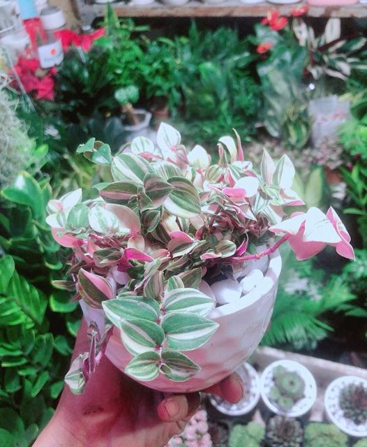 Cây Thằn Lằn Thái Kèm Chậu Sứ