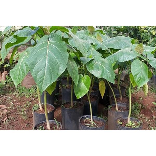 Cây giống CÀ CHUA THÂN GỖ
