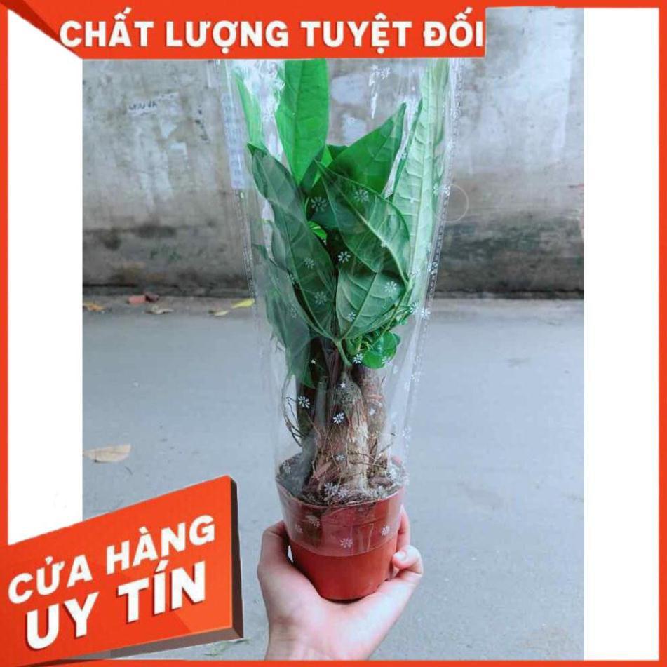 Chậu kim ngân 3 thân Nhiều Người Mua