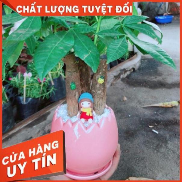 Chậu kim ngân ba thân mix cô bé mùa đông