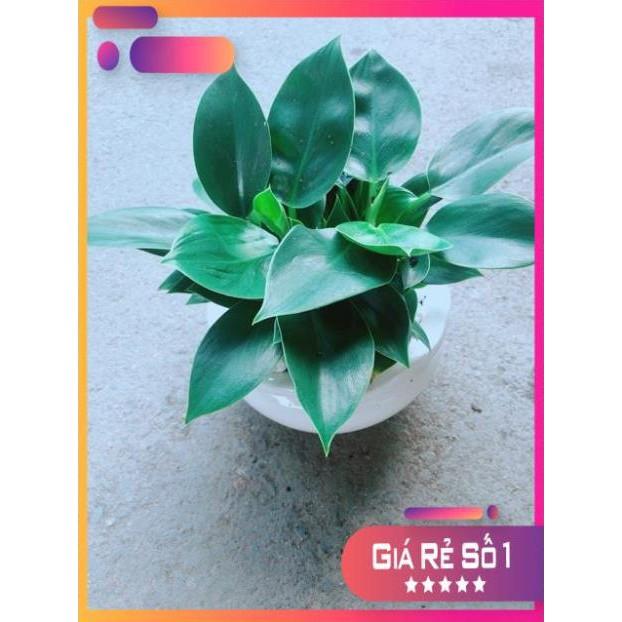 Chậu Trầu Bà Đế Vương
