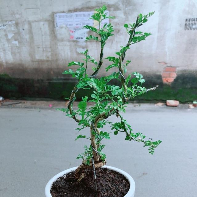 Cây Cần Thăng Kèm Chậu Sứ Trắng