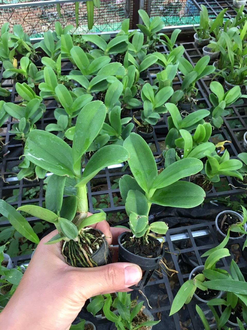 Phi điệp 5 cánh trắng BẢO DUY, phi điệp đột biến Bảo Duy, hàng gieo hạt tách ki mẹ