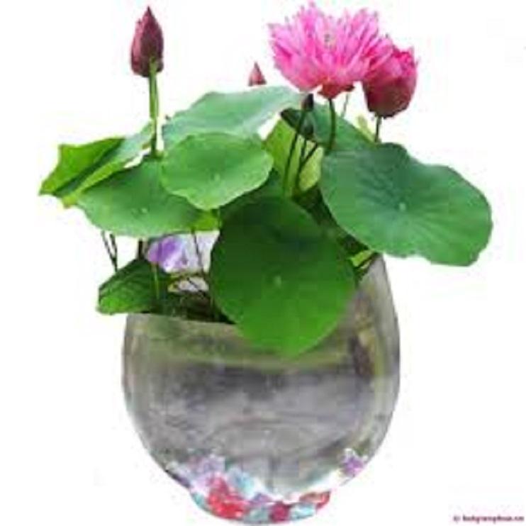 Xả hàng-----Củ Sen Trung Giống Jinse---Sale hè