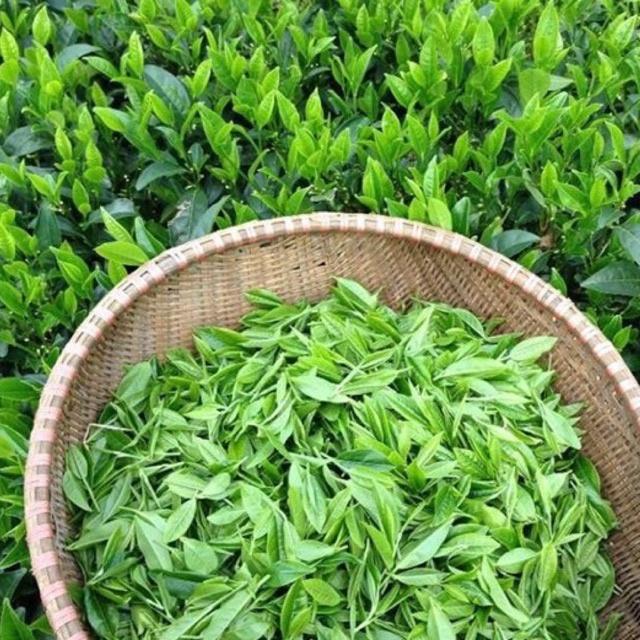 Combo 2 cây chè xanh Thái Nguyên dùng pha trà,làm bánh