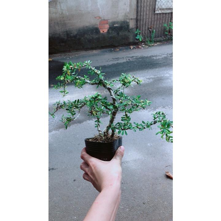 Linh Sam Bonsai