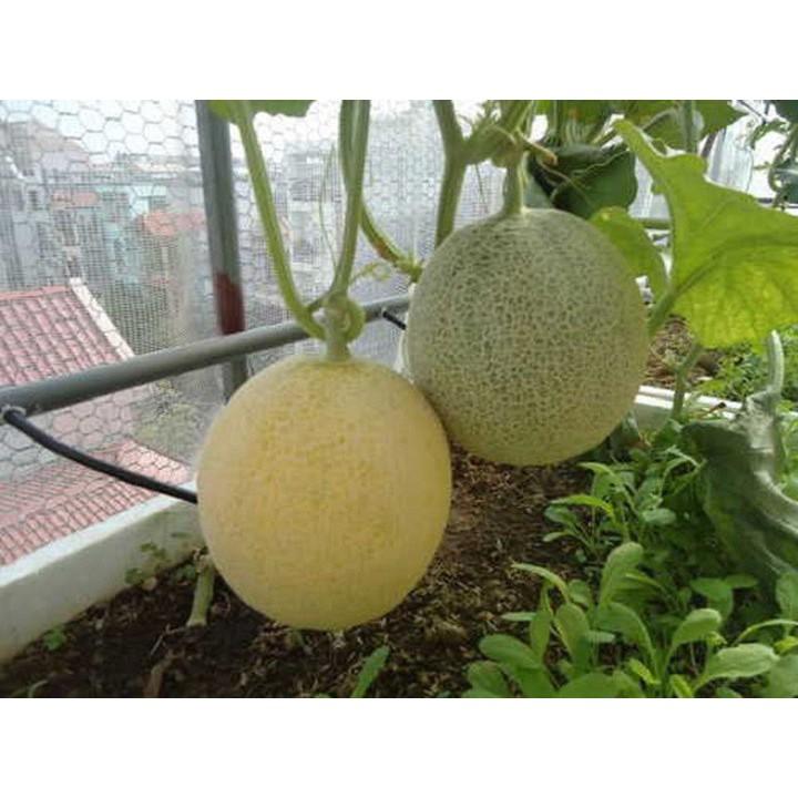 Hạt giống dưa lưới vàng F1