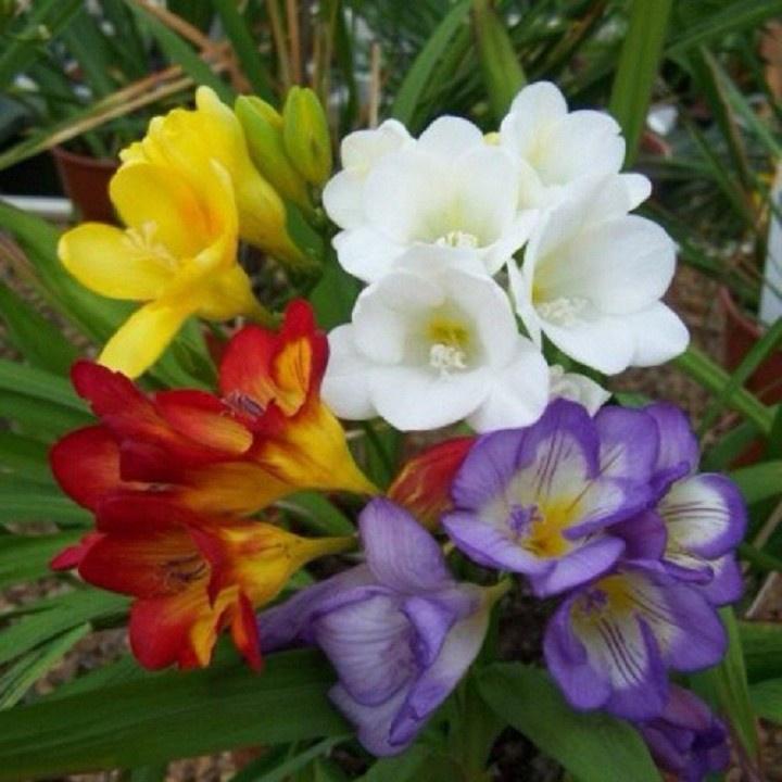 Combo 5 củ giống hoa LAN NAM PHI THƠM CÁNH KÉP