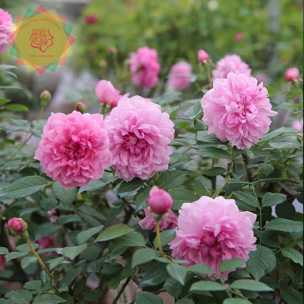 Cây hoa hồng ngoại Sister Elizabeth hoa chùm siêu thơm