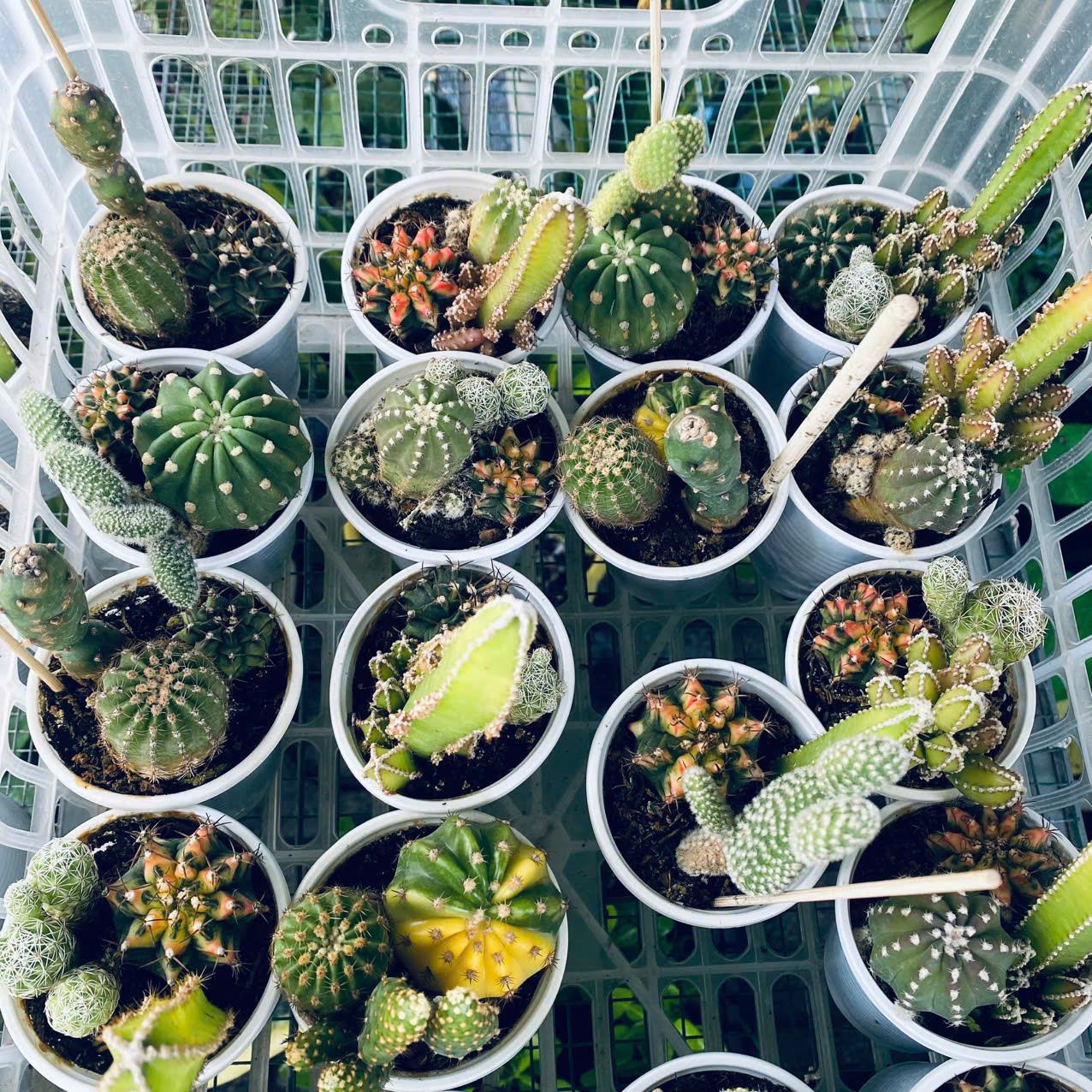 Xương Rồng Mix 3 Loại Chậu 6.5cm – Combo Cây Mini Dễ Thương Dễ Chăm, giao ngẫu nhiên Mam Xinh