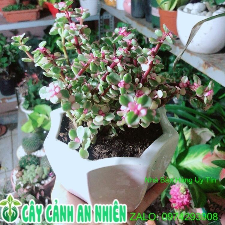 Chậu Cây Cành Vàng Lá Ngọc