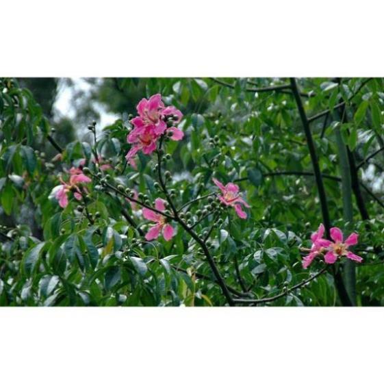 Cây MỸ NHÂN - HOA CỰC ĐẸP, ĐỘC, LẠ - Cây giống gửi đi nguyên bầu