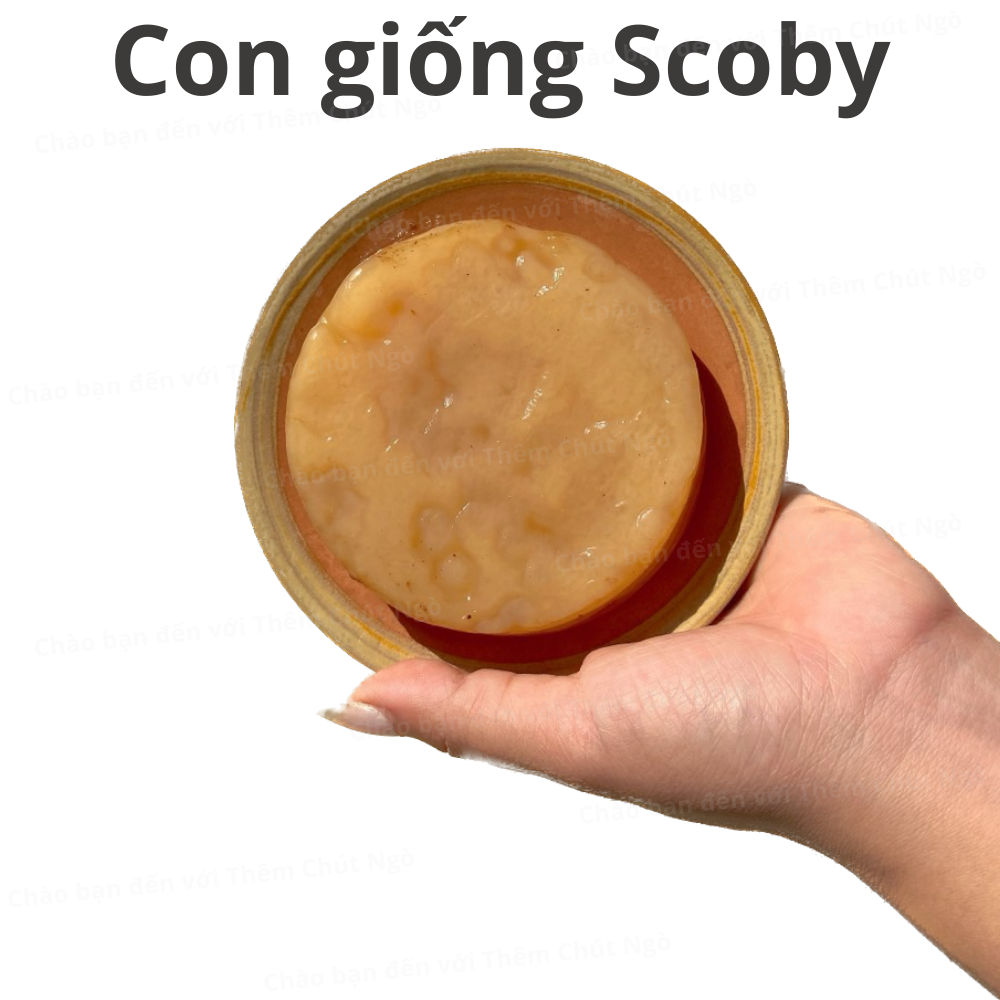 Scoby làm trà Kombucha, con giống Kombucha kèm nước mồi 150ml, con giống làm trà Kombucha