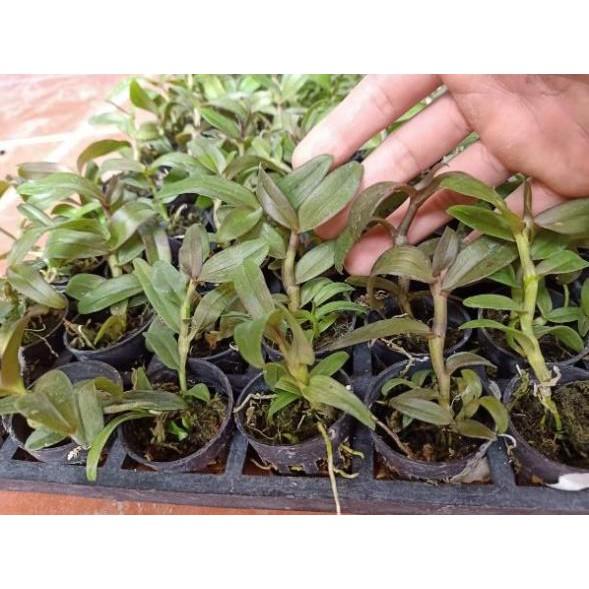 Phi điệp hòa bình khủng