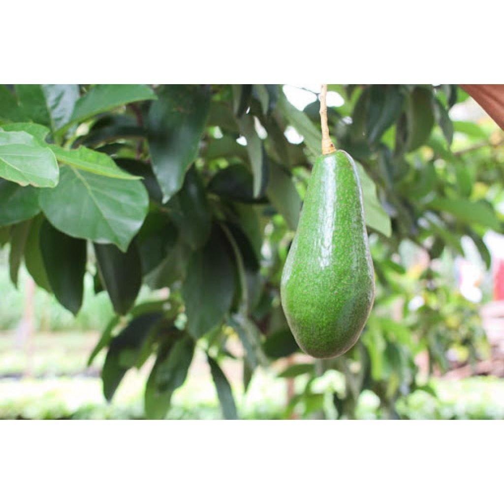 Cây giống bơ tứ quý cho trái siêu sớm sau bầu to cây khỏe