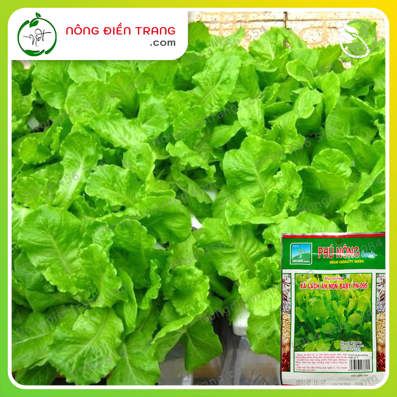 Ạt Giống Xà Lách Ăn Non Baby Phú Nông - Gói 10g - Dễ trồng không sâu bệnh VTNN Nông Điền Trang