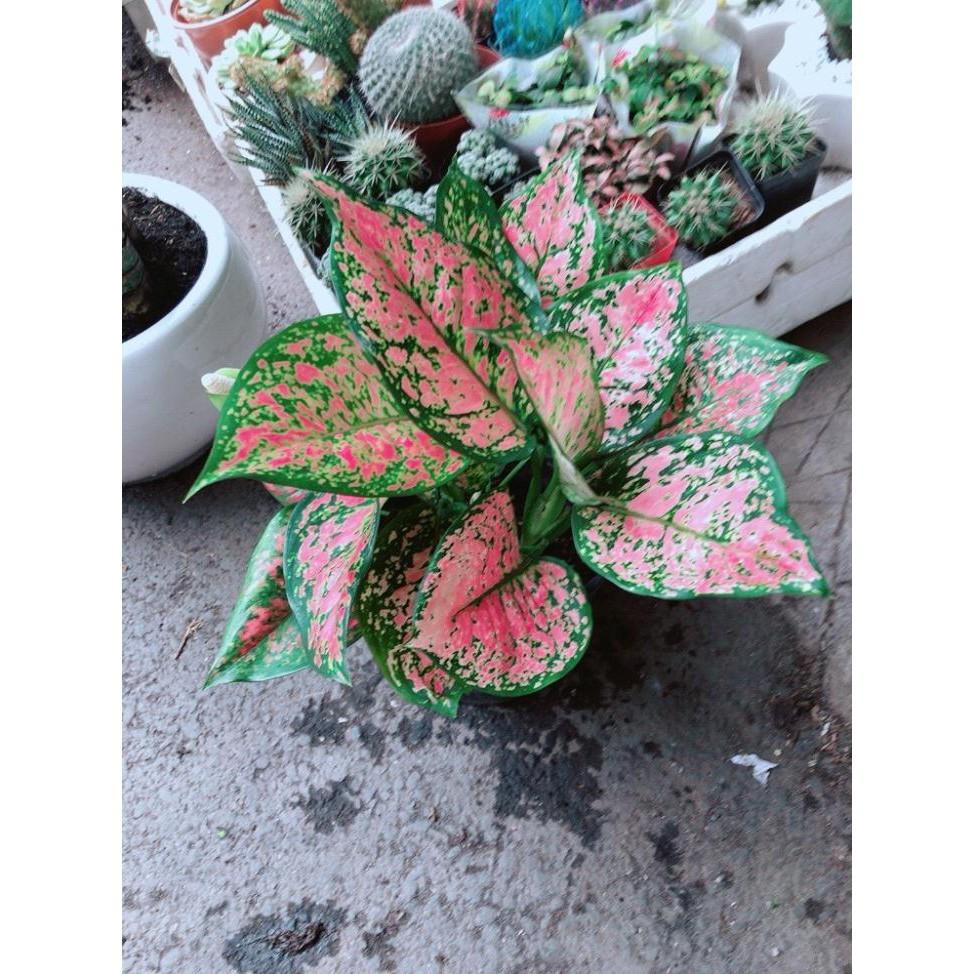 Chậu Cây Hoa Vạn Lộc Bán Chạy