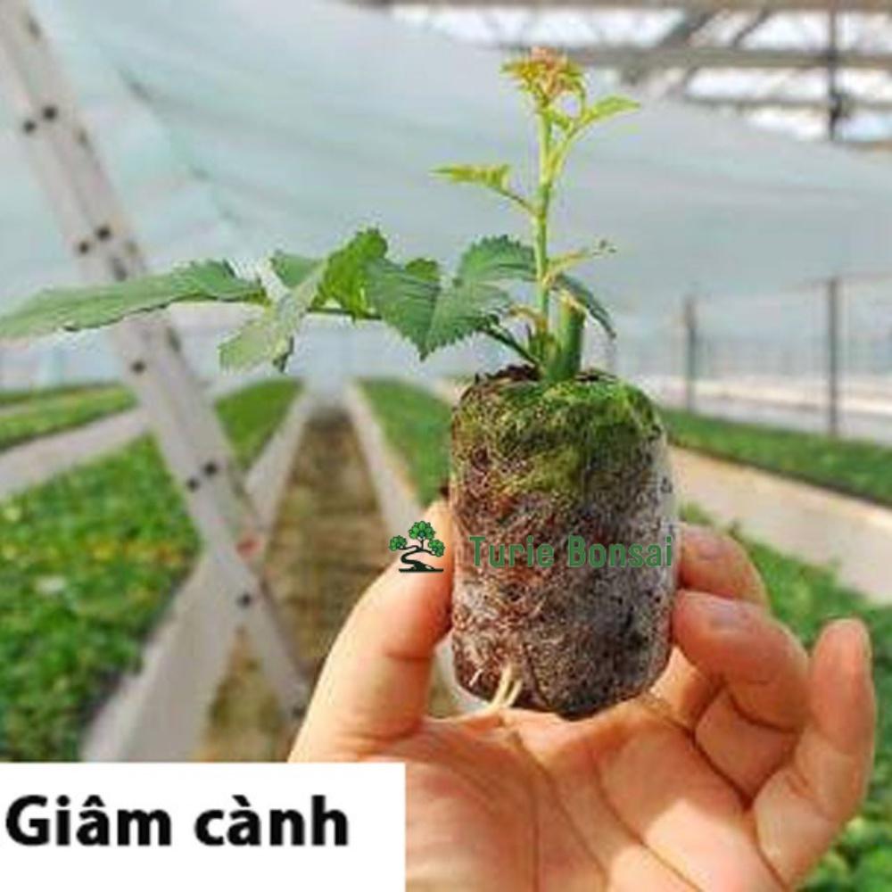 1 viên nén xơ dừa ươm hạt, ươm cây con tiện lợi, năng suất cao