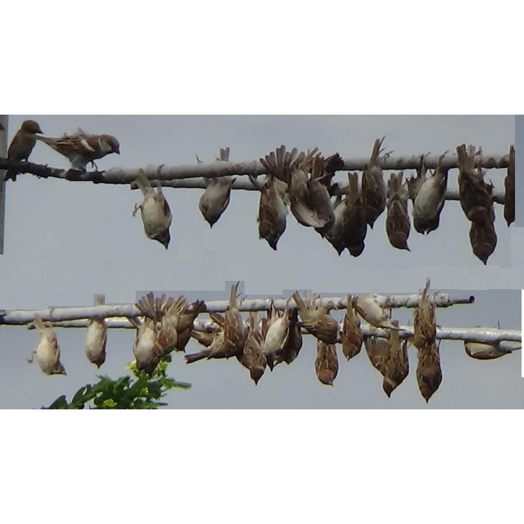 Keo bẫy chim sẻ - Siêu dính gfgfg
