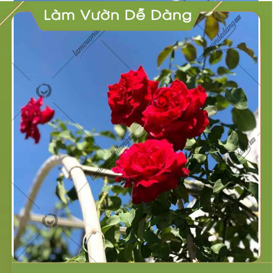 CỔNG VÒM HOA HỒNG LEO cao 2M85 - Dùng làm khung cổng vòm hoa, giàn leo, giá đỡ cho cây hoa hồng leo, cây hoa leo - Giúp cây không bị đổ ngã - Tạo không gian đẹp cho khu vườn