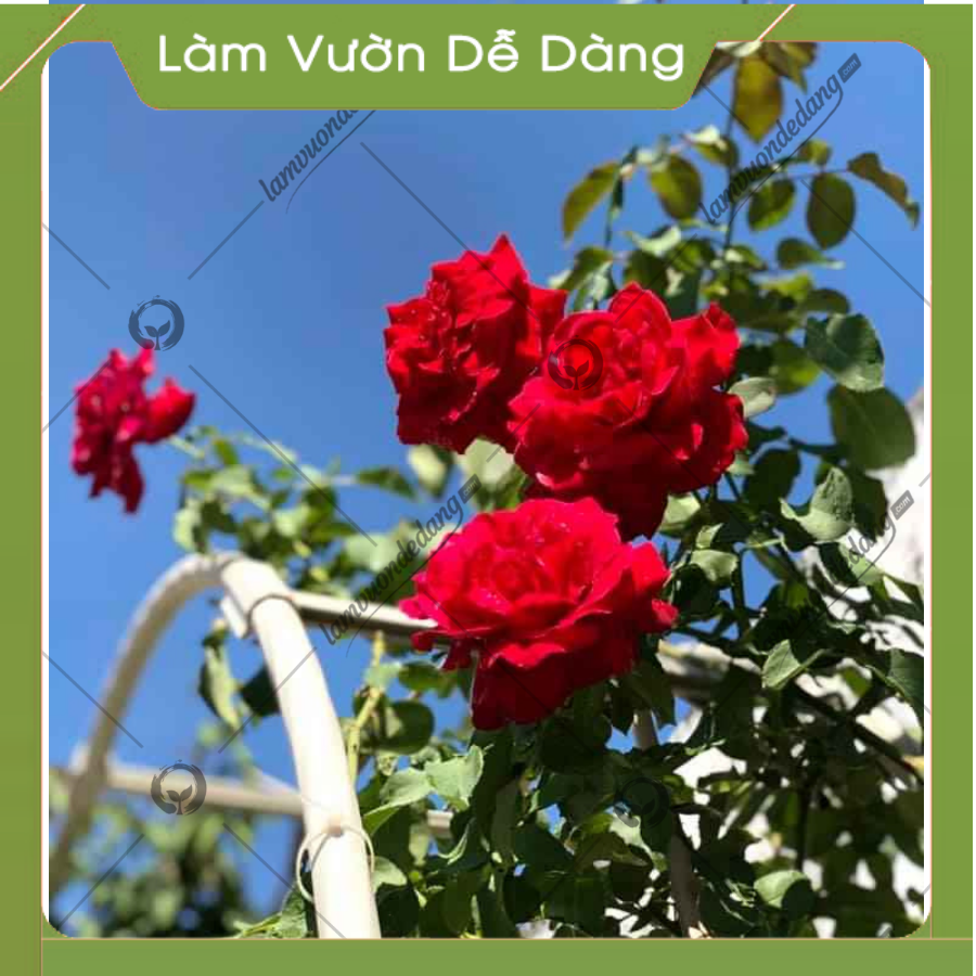 CỔNG VÒM HOA HỒNG LEO cao 2M7 - Dùng làm khung cổng vòm, giàn leo,  giá đỡ cho cây hoa hồng leo, cây hoa leo - Tạo không gian đẹp cho khu vườn