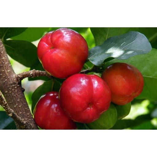 CÂY GIỐNG CÂY SƠ RI THÁI NGỌT- CÂY GIỐNG NHỎ