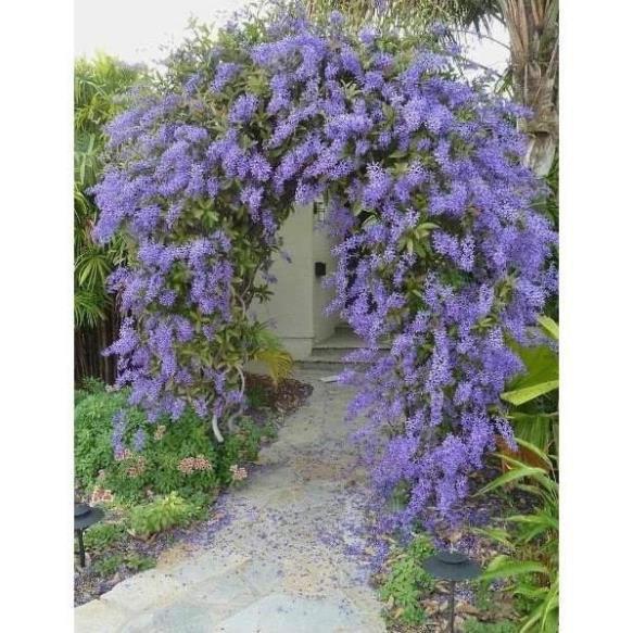 CÂY GIỐNG HOA MAI XANH