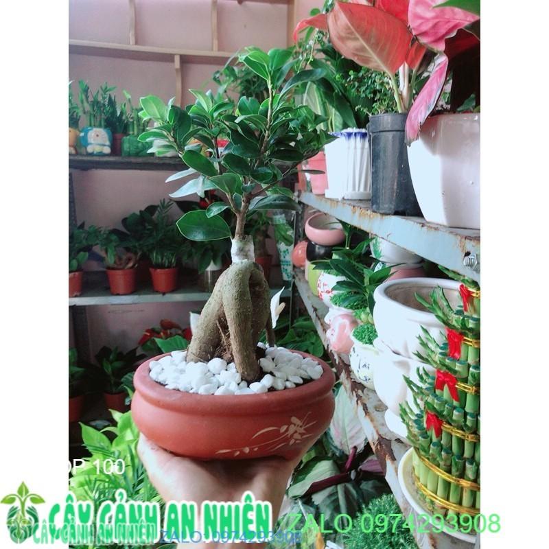Chậu Cây Si Bonsai