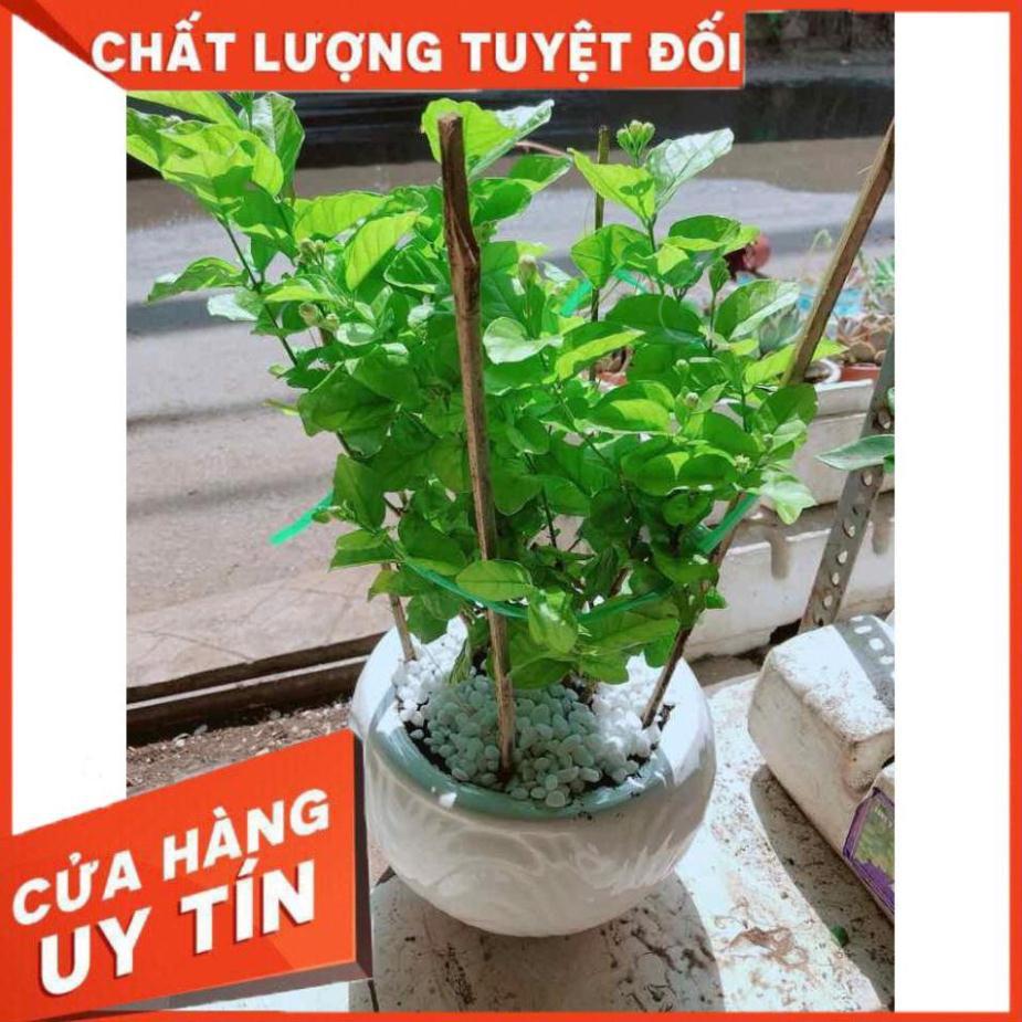 Chậu cây hoa nhài Nhiều Người Mua