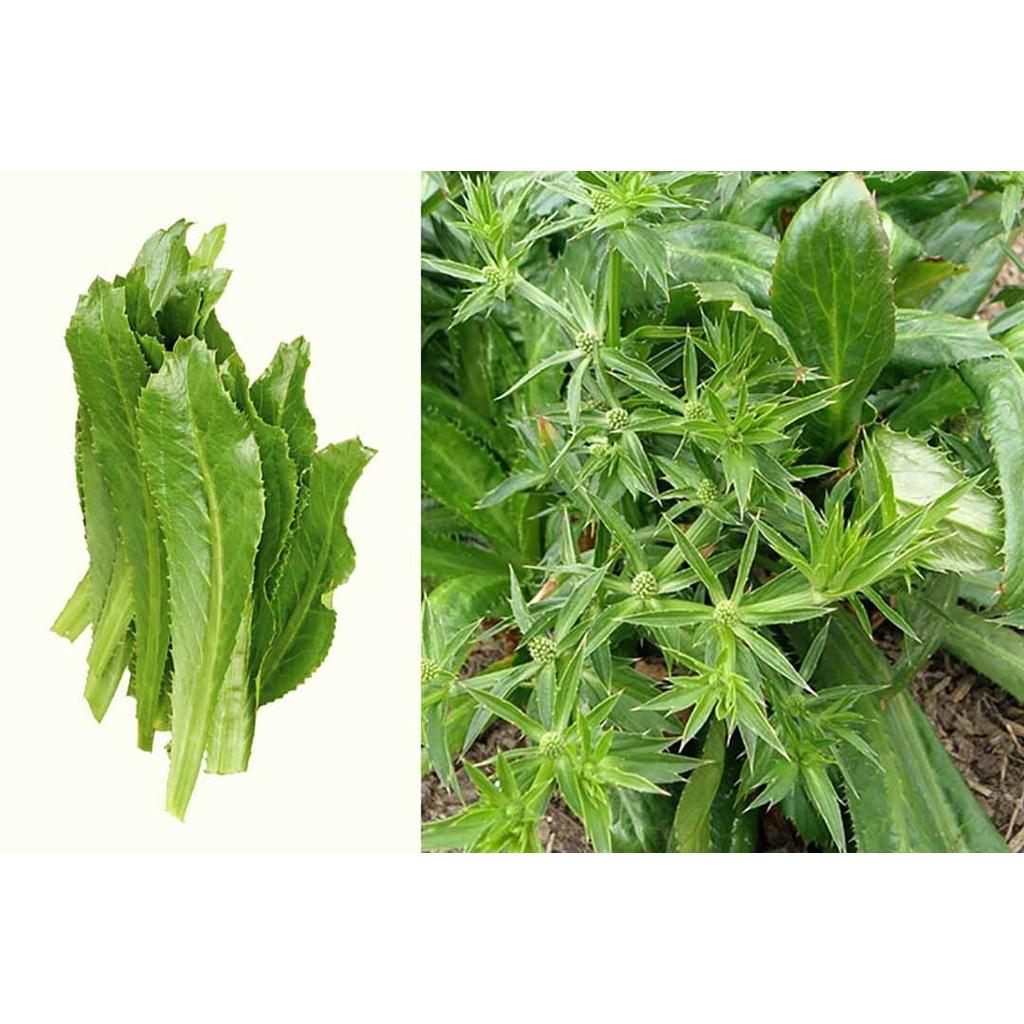 Hạt Giống Ngò Gai 2gr