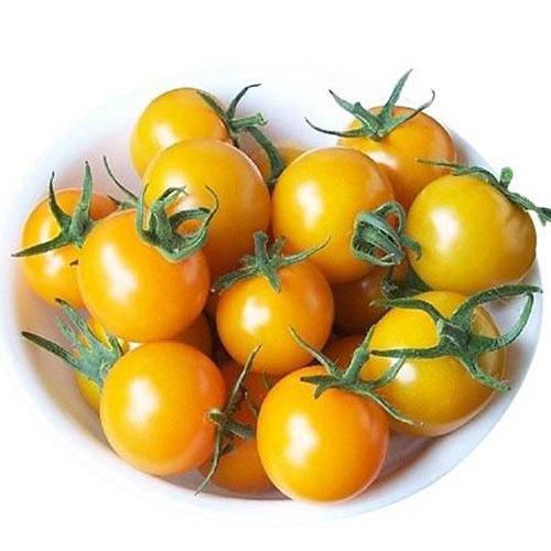 Hạt giống Cà chua Cherry vàng lai F1 Rado 645 RD - 0.1gr - RẠNG ĐÔNG - Trái hình tròn, trái cứng, chín có màu vàng, sinh trưởng vô hạn