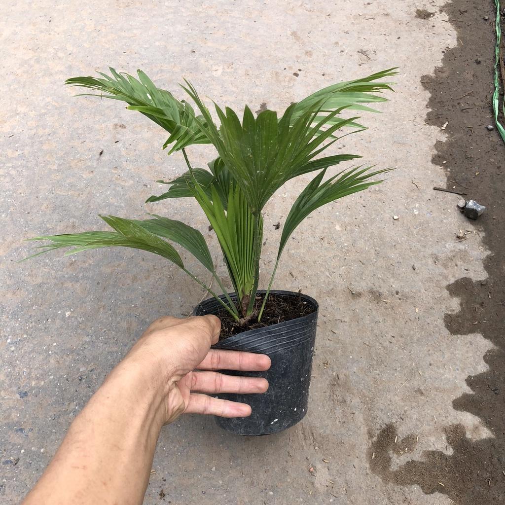 Cây cọ nhật phong thuỷ, Chiều cao 25cm gốc to khoẻ tán lá đẹp bắt mắt sức chống chịu cực tốt thích hợp trang trí sân vườ