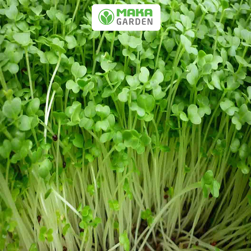 Hạt giống Rau Mầm Củ Cải Trắng Rado 01- Gói 50Gr-100Gr - Dễ Trồng, Nhanh Thu Hoạch