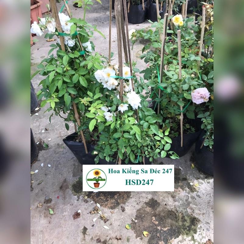 Hoa hồng leo trắng - Tặng phân bón