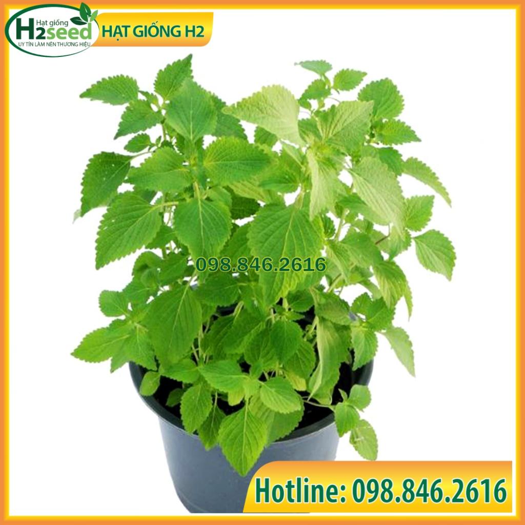 Gói 2g Hạt giống rau kinh giới cao sản - năng suất cao, dễ trồng, không cần chăm bón