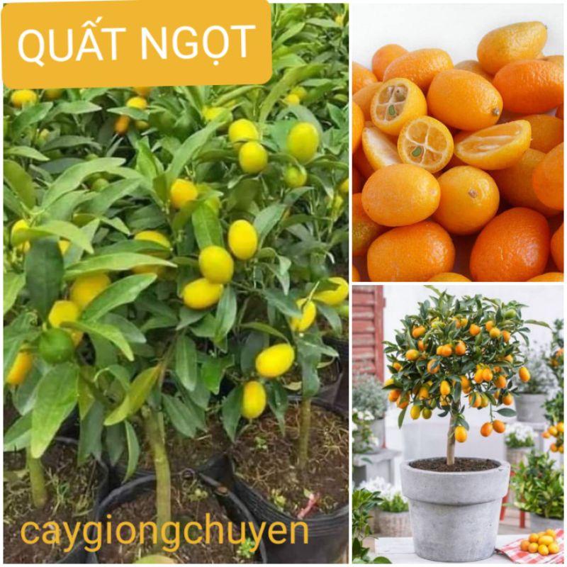 CÂY QUẤT NGỌT SẴN HOA VÀ TRÁI ( CÂY THẬT XEM ẢNH SỐ 3)