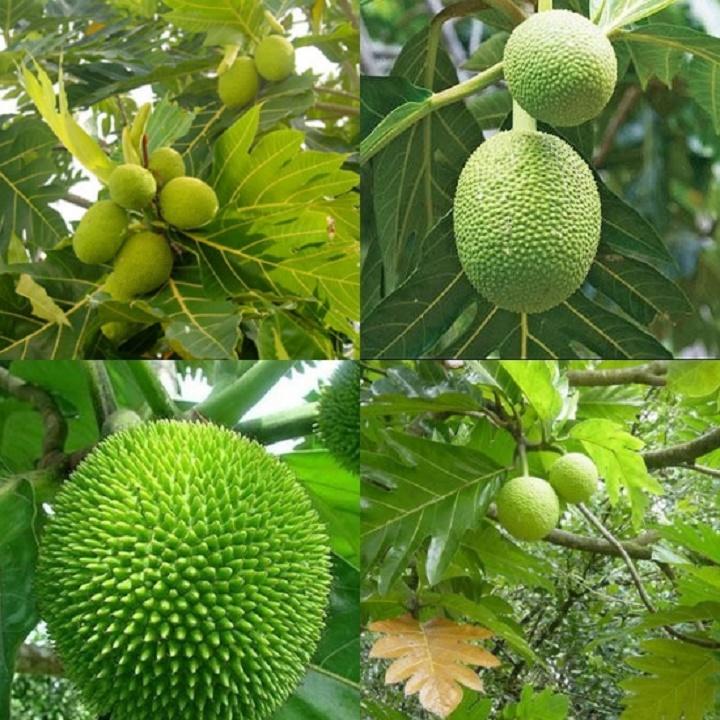 Cây sa ke, giống cây mới năng suất cao