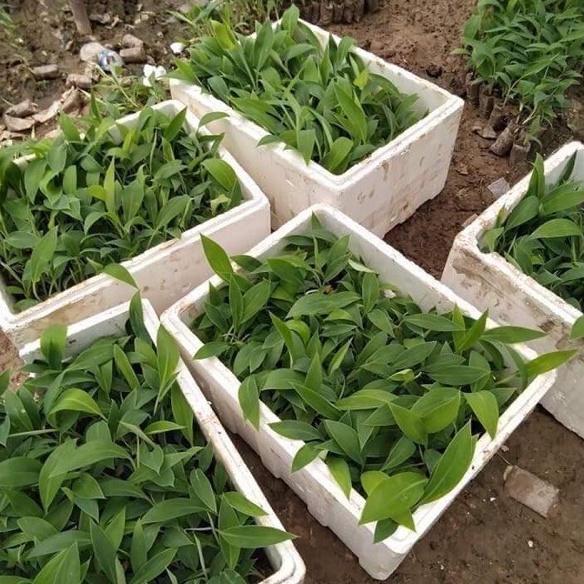 Combo 2 cây chuối tiêu hồng cấy mô cao 15-20 cm