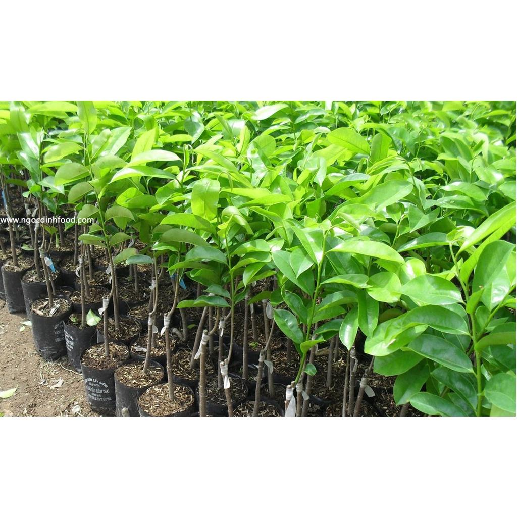 Cây giống mãng cầu xiêm thái