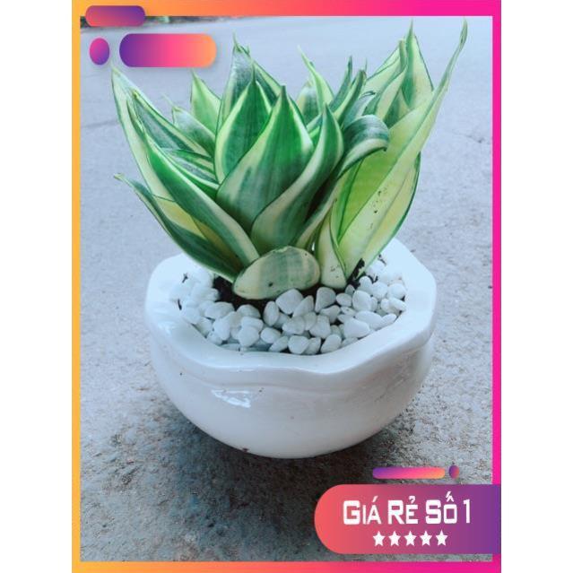 Chậu Lưỡi Hổ Thái