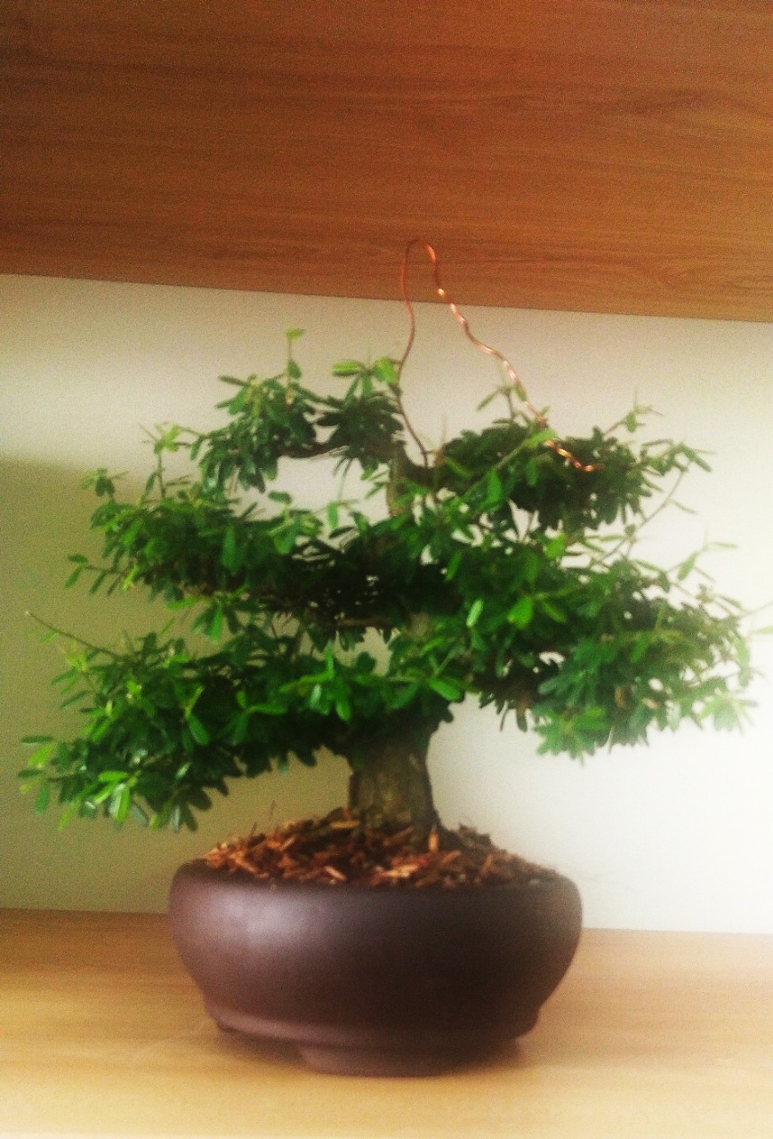 Cây Linh Sam Bonsai Mini - Chưng bàn làm việc-Phong Thủy ( Cây có sẵn chậu)