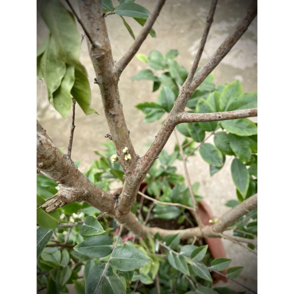 Cây nho thân gỗ tứ quý lá to trưởng thành cao 1m5 đang hoa và quả
