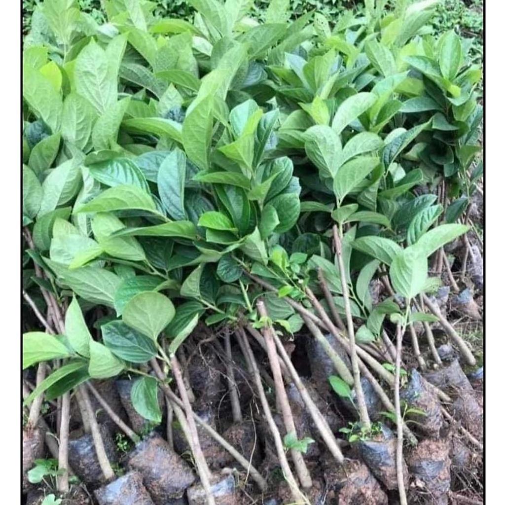 CÂY GIỐNG HỒNG GIÒN - SIÊU TRÁI, SIÊU GIÒN, NGỌT