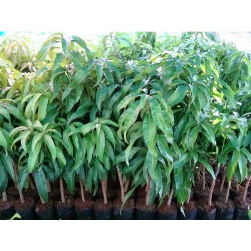 Cây giống Xoài Thái cho trái sớm .