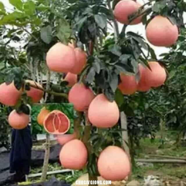 Cây BƯỞI ĐỎ PHÚC KIẾN