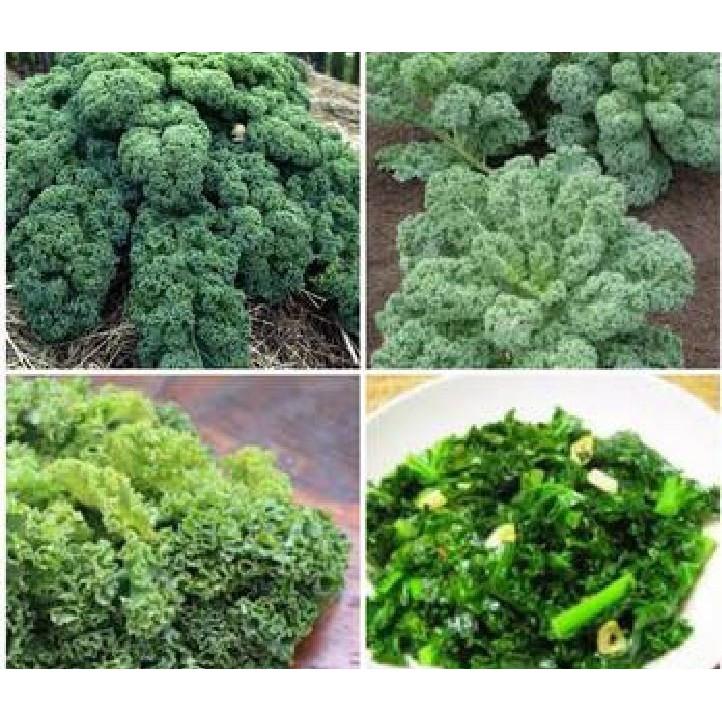 Combo 5 gói hạt giống rau cải dễ trồng - tặng 1 phân bón
